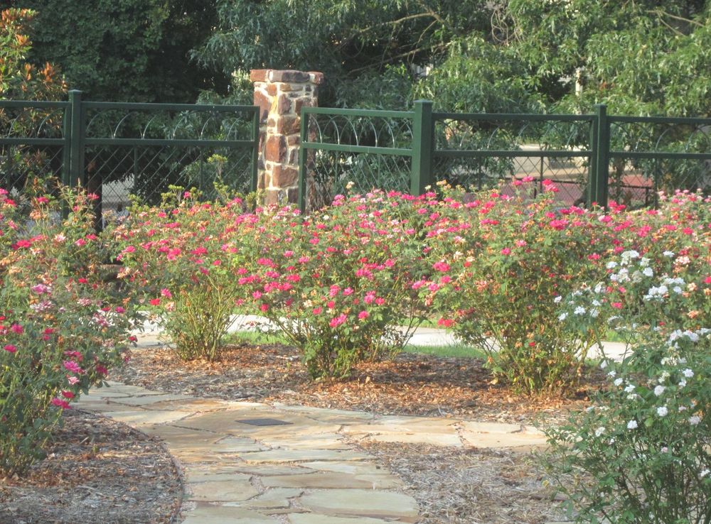 File:Chamblee Rose Garden, Tyler, TX IMG 0450.JPG - Wikimedia Commons