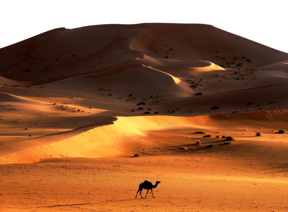 File:Le chameau et la grande dune.jpg - Wikimedia Commons