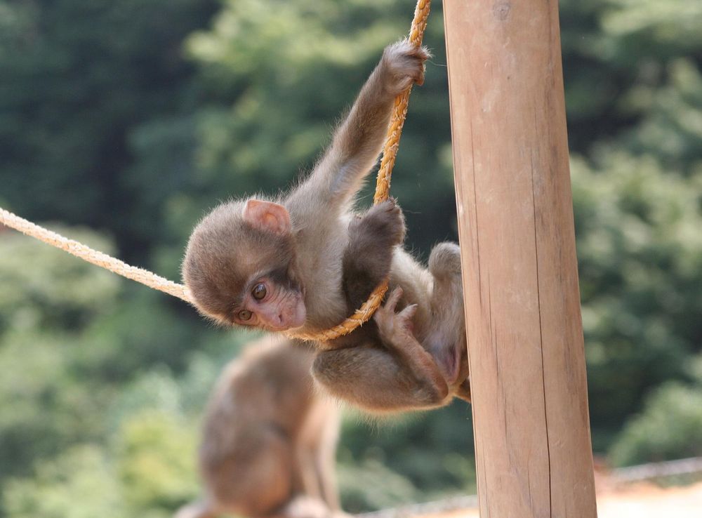 File:Iwatayama Monkey Park baby monkey.JPG - Wikimedia Commons