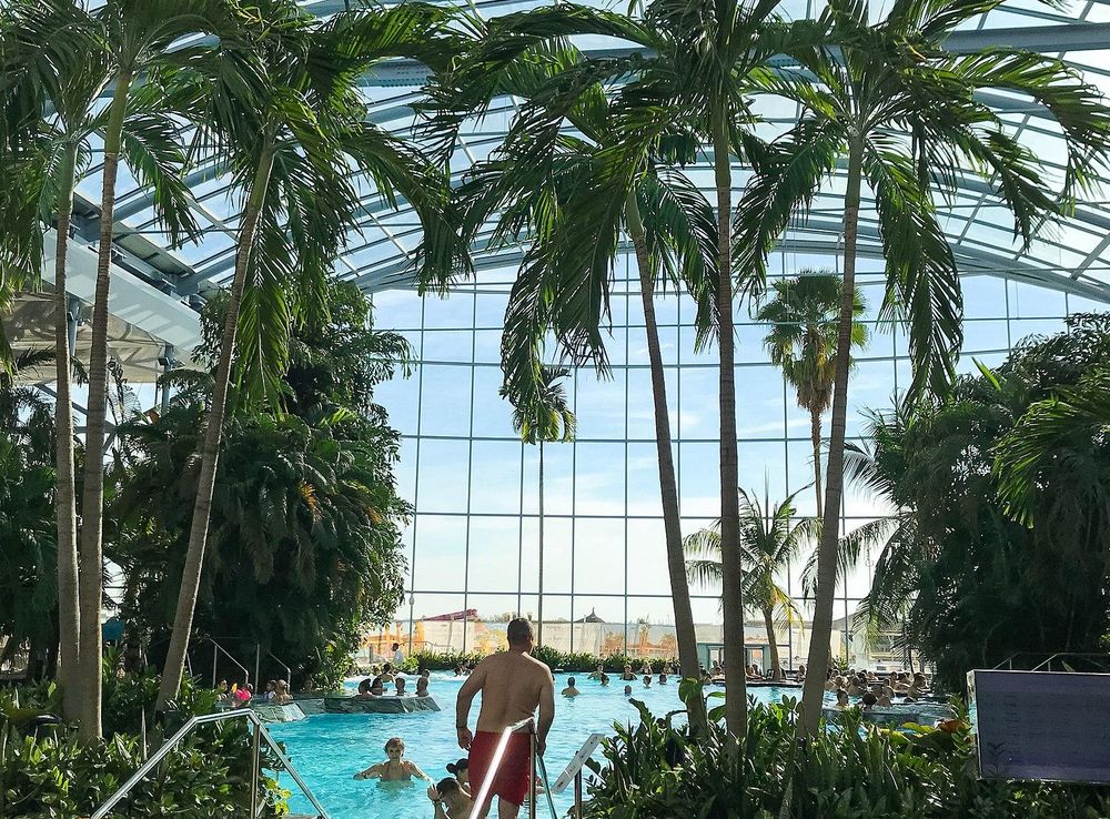 File:Palms in Romanian water park Therme București (47981469533).jpg -  Wikimedia Commons