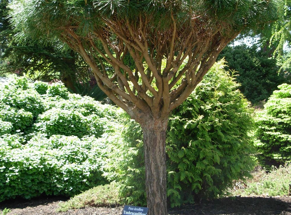 File:Flickr - brewbooks - Tanyosho Pine - Evergreen Arboretum and Gardens.jpg  - Wikimedia Commons