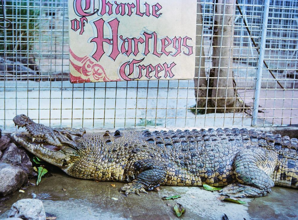 File:Charlie at Hartleys Creek Zoo QUT-7271.jpg - Wikimedia Commons