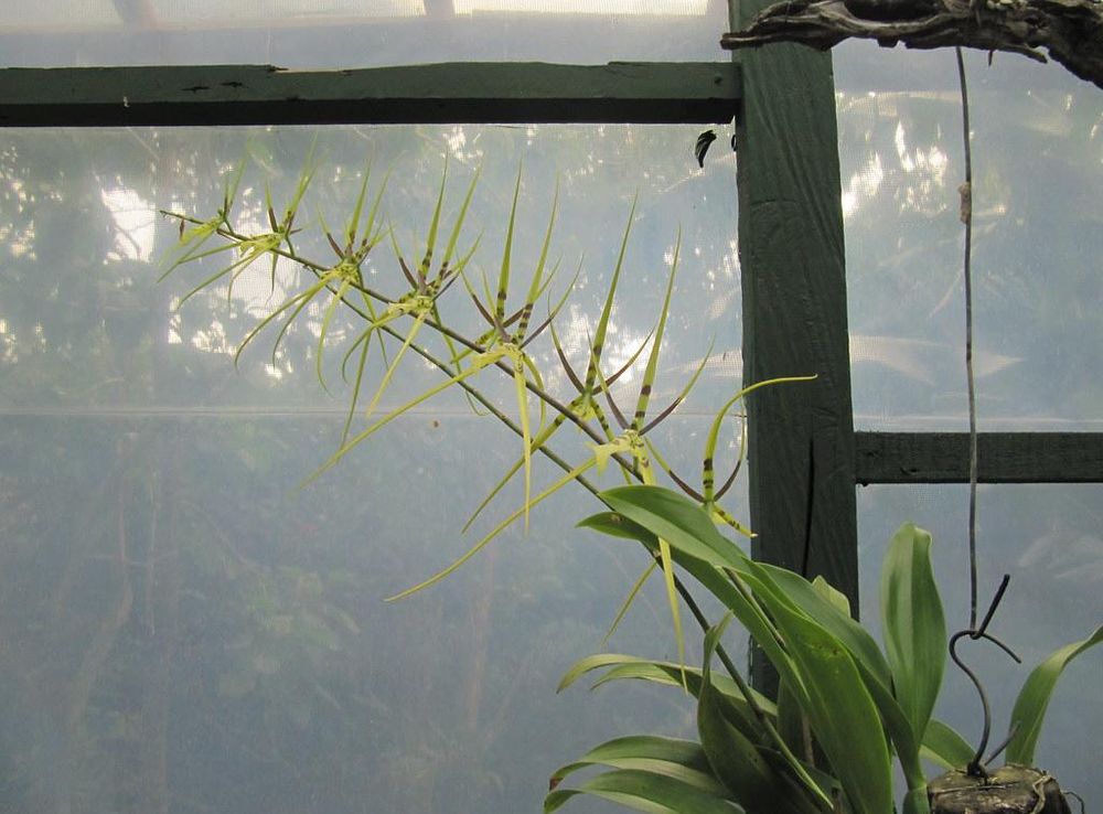 Spider Orchid (Brassia) | Monteverde Orchid Garden, Santa El… | Flickr