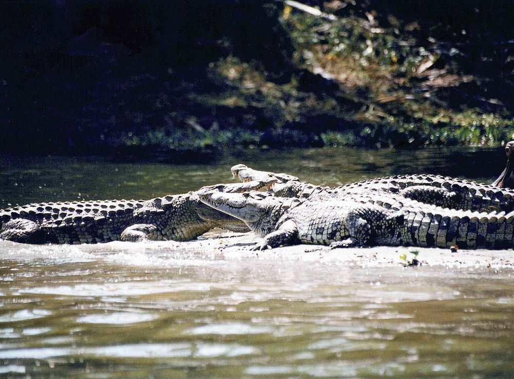 Liwonde National Park - Wikipedia