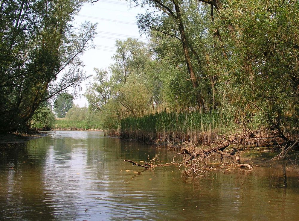 Bestand:Biesbosch 1.jpg - Wikipedia