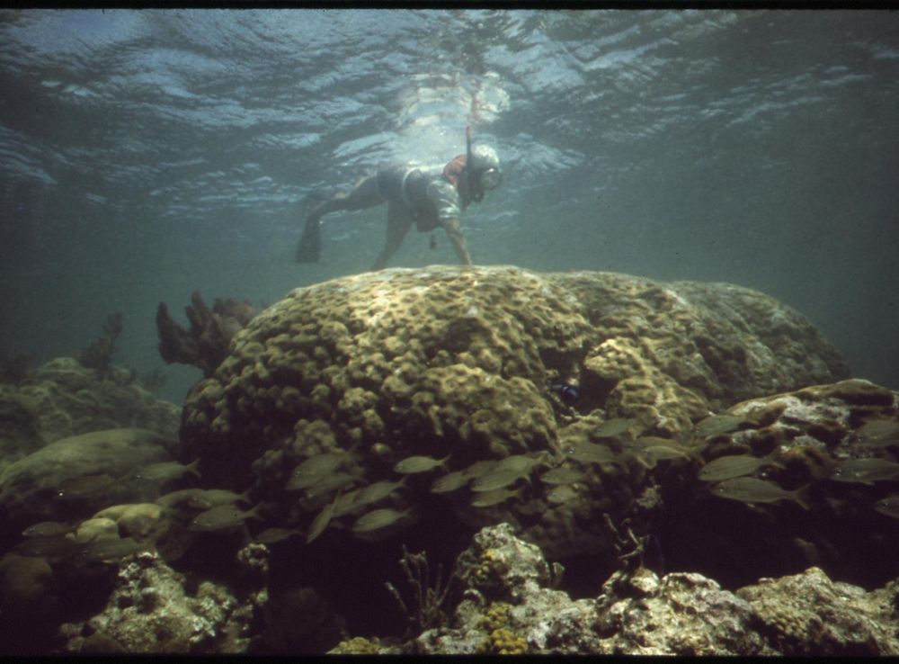 File:SNORKELING AT JOHN PENNEKAMP CORAL REEF STATE PARK NEAR KEY LARGO.  LONG-TIME DIVERS HERE SAY THAT DREDGING AND FILL... - NARA - 548681.jpg -  Wikimedia Commons
