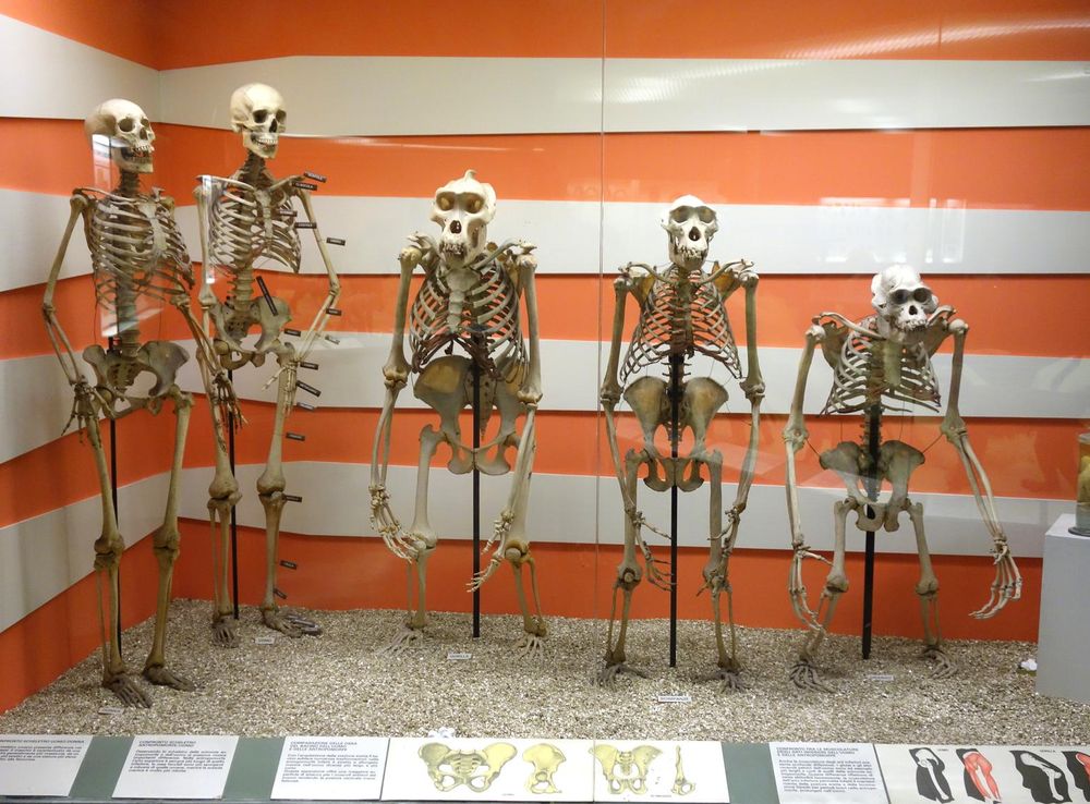 File:Primate skeletons - Museo Civico di Storia Naturale Giacomo Doria -  Genoa, Italy - DSC02491.JPG - Wikimedia Commons