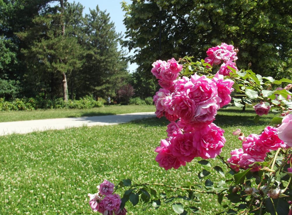 Датотека:Futoški park, spomenik prirode, Novi Sad 5.JPG — Википедија