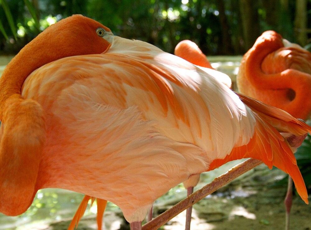 File:Flamingos At Xcaret Park (20510395).jpeg - Wikimedia Commons