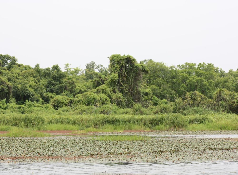 File:Mare aux hippos MS 2068.jpg - Wikimedia Commons