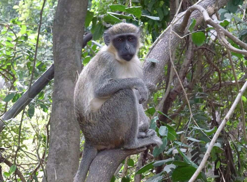 File:Bijilo-national-park-gambia.JPG - Wikimedia Commons