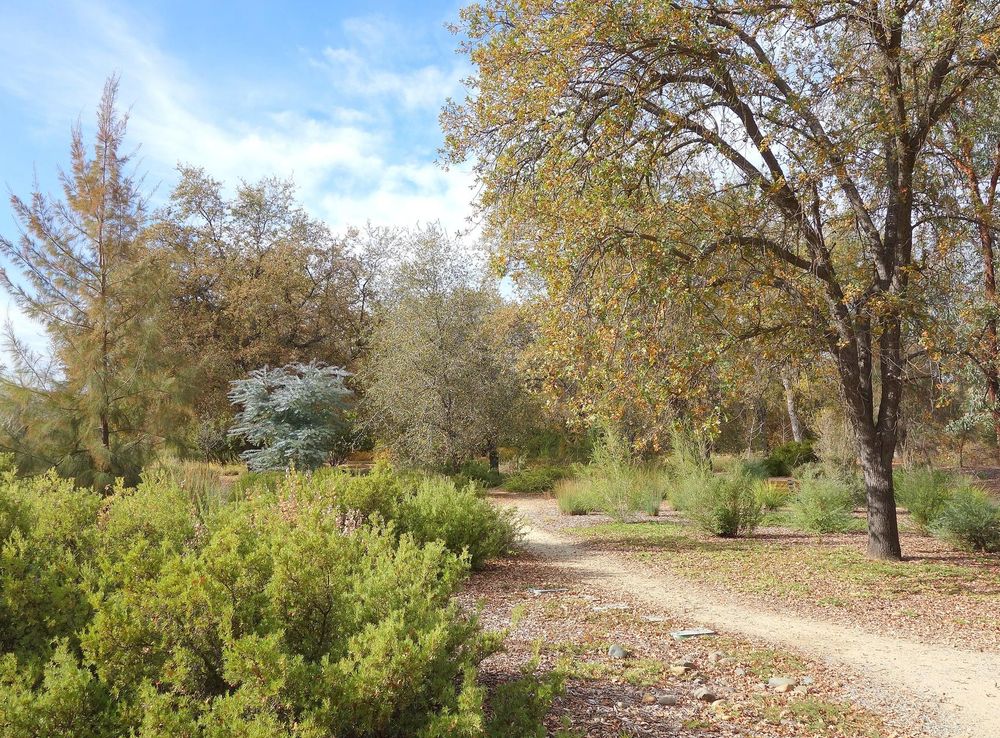 File:McConnell Arboretum & Botanical Gardens - Redding, California -  DSC03010.JPG - Wikimedia Commons