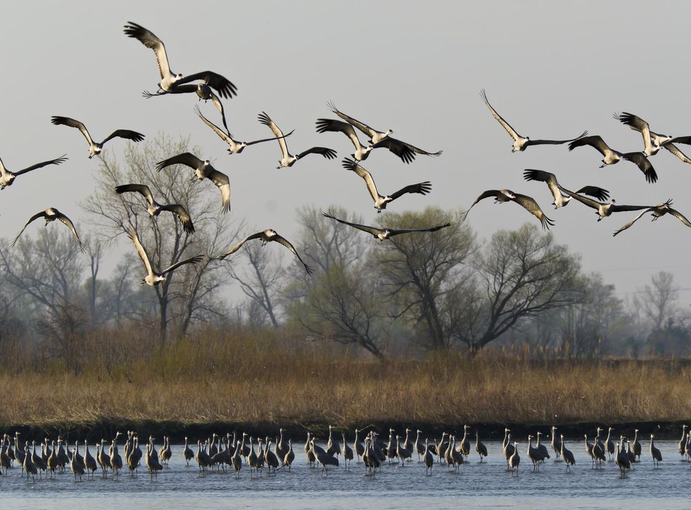 File:Sandhill Migration on the Platte River (7371874564).jpg - Wikimedia  Commons