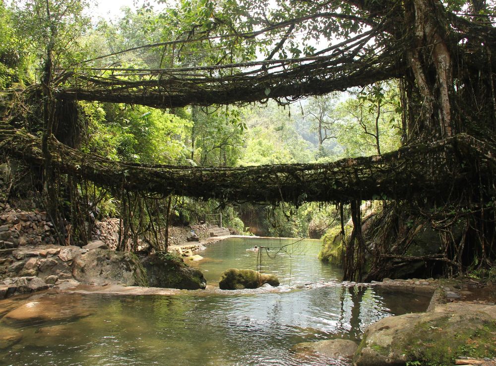 File:Living root bridges, Nongriat village, Meghalaya2.jpg - Wikipedia