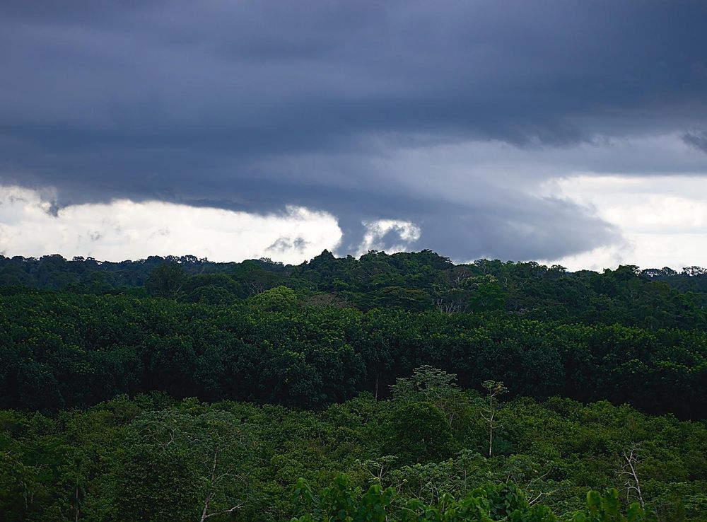 File:Ankasa Conservation 1.jpg - Wikimedia Commons