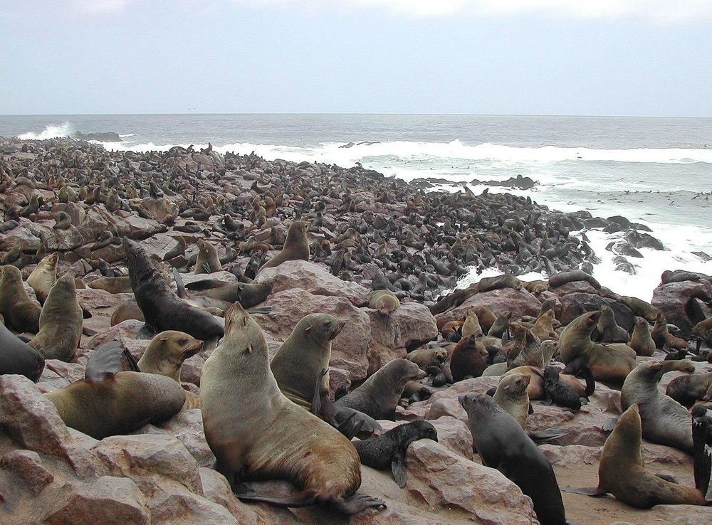 File:Cape Fur Seals Cape Cross.jpg - Wikimedia Commons