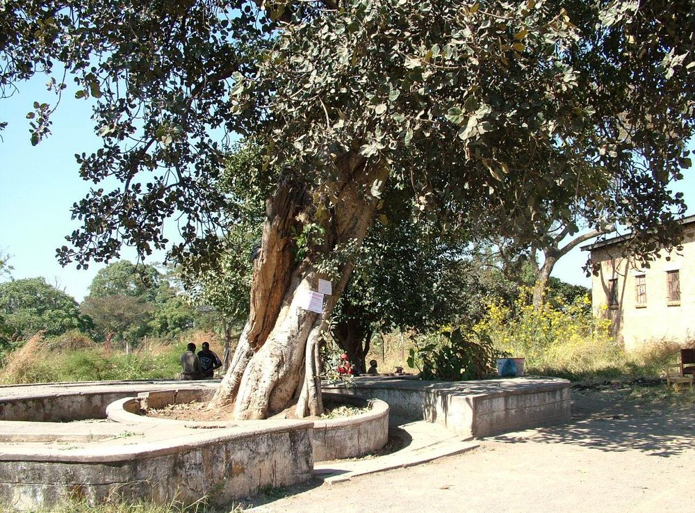 File:NdolaSlaveTree.jpg - Wikimedia Commons