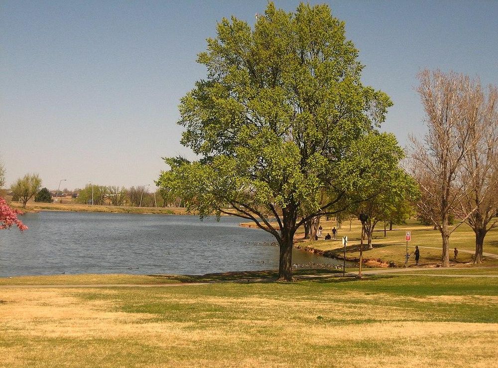 File:Amarillo pond IMG 0153.JPG - Wikimedia Commons