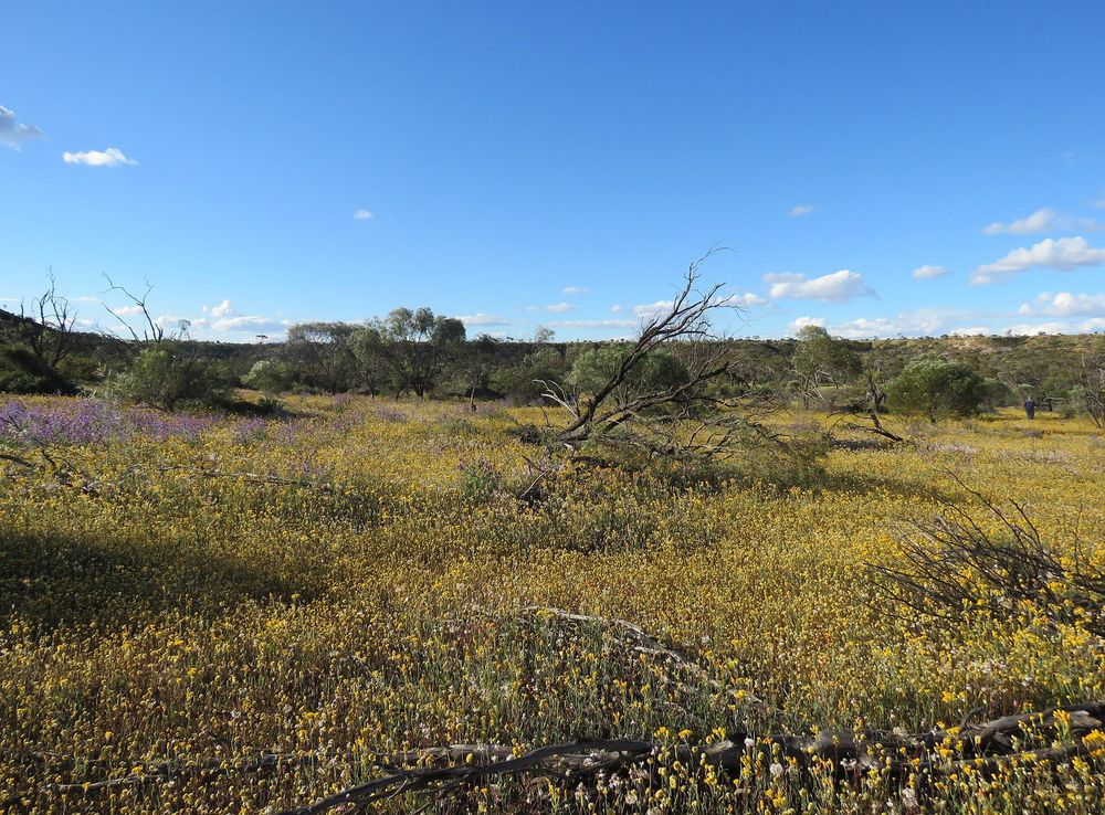 File:Wildflowers in Coalseam Conservation Park, September 2021 07.jpg -  Wikimedia Commons