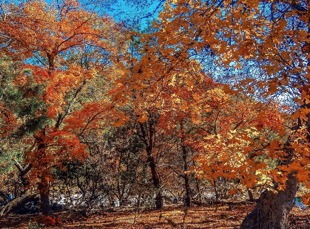 File:The Lost Maples State Park - Fall Colors in Texas (29567585500).jpg -  Wikimedia Commons