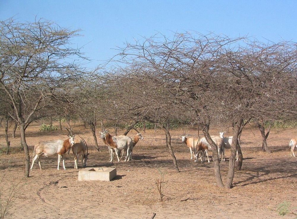 File:OryxGuembeul.JPG - Wikimedia Commons