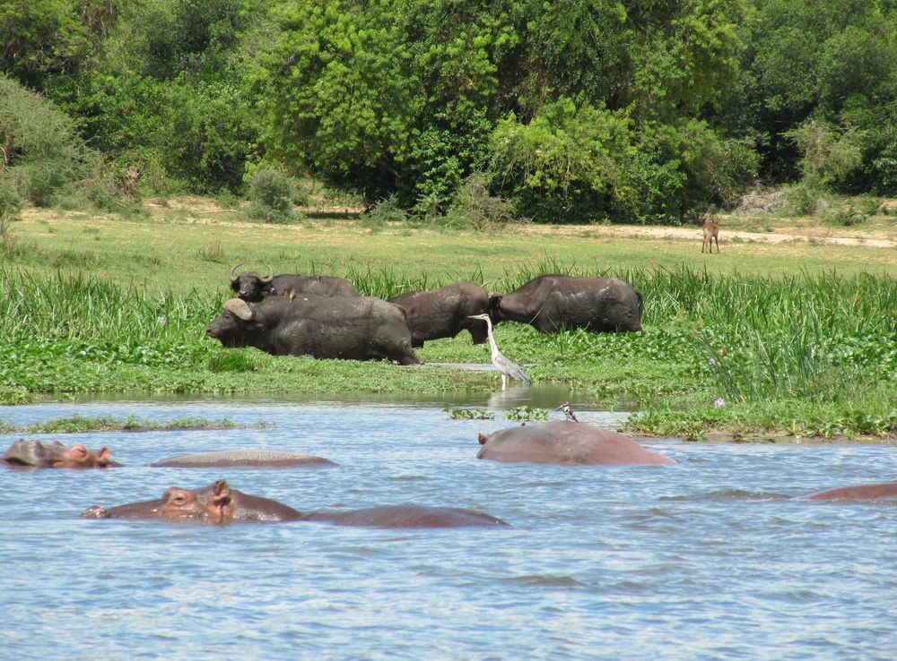 File:Animals near Nile in Murchison Falls National Park.JPG - Wikimedia  Commons