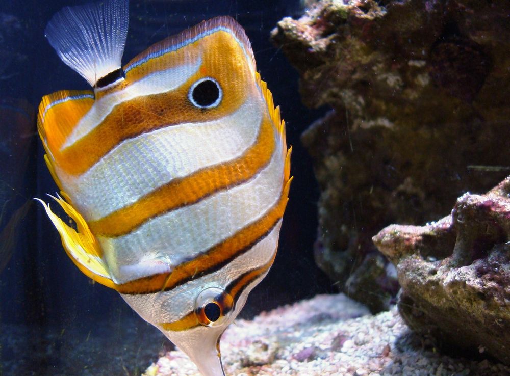 File:Seattle Aquarium, 1.JPG - Wikimedia Commons