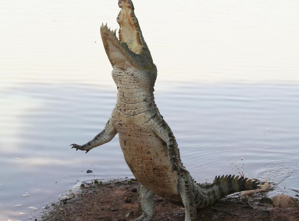 File:Bazoule sacred crocodiles MS 6706.JPG - Wikimedia Commons