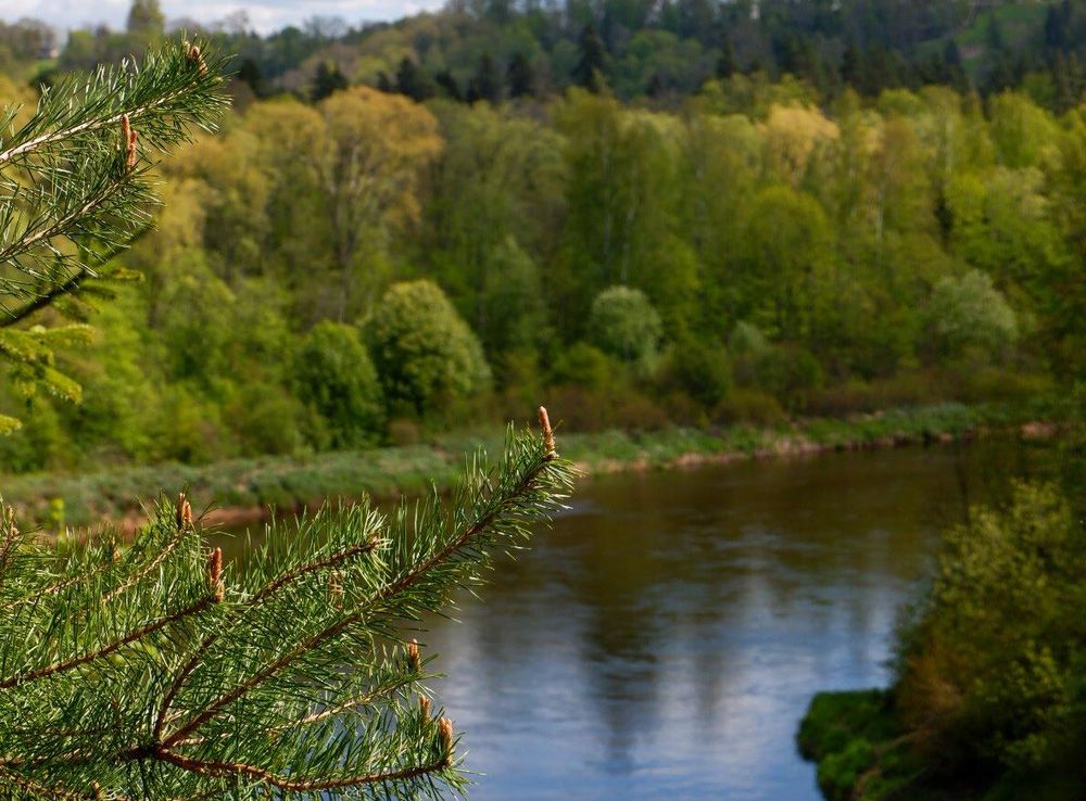 File:Gauja national park.jpg - Wikimedia Commons