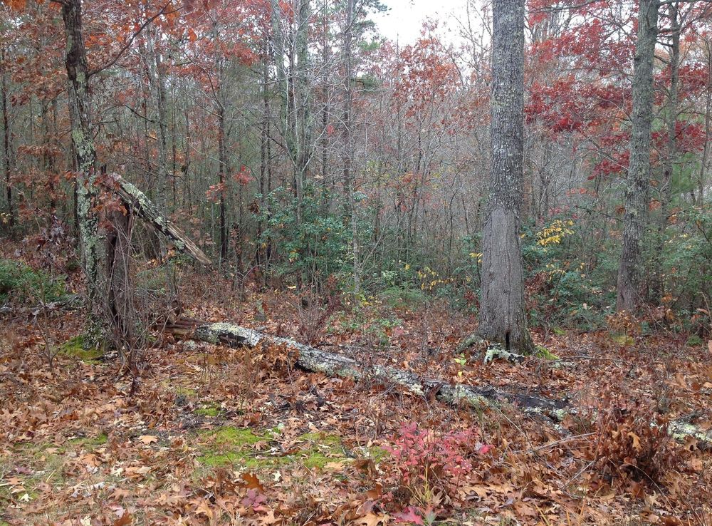 File:Fort Armistead site Autumn leaves and fallen trees within the Cherokee  National Forest in Tenneesee (7a091bc1-7ca1-4796-b46f-47e58d593adf).JPG -  Wikimedia Commons