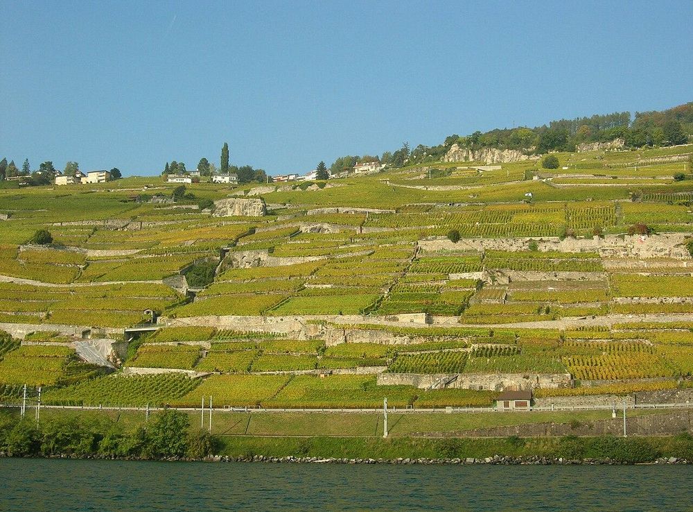 File:Lavaux côté Vevey 4.JPG - Wikimedia Commons