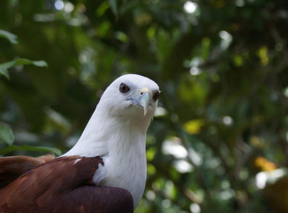 File:Haliastur indus -Philippine Eagle Center, Davao City, Philippines  -upper body-8a.jpg - Wikimedia Commons