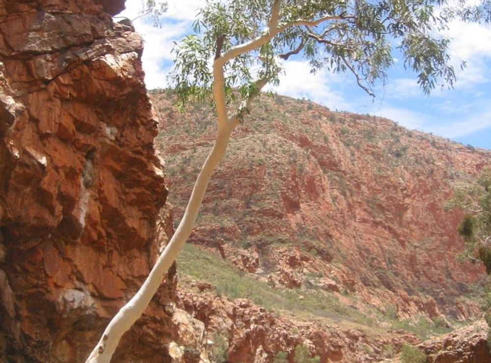 File:Ormiston Gorge River with tree.JPG - Wikimedia Commons