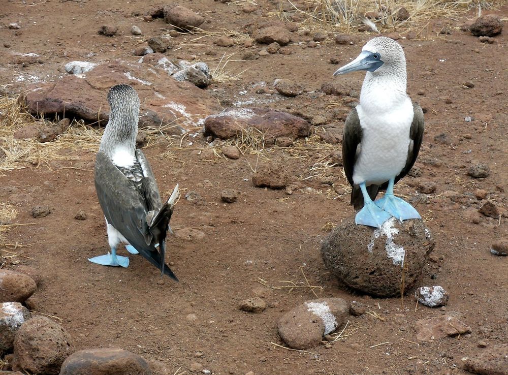 Free Images : seabird, wildlife, zoo, dance, beak, blue, fauna, penguin,  birds, vertebrate, islands, mating, ecuador, ritual, galapagos, booby,  flightless bird, footed, suliformes, boobie 1920x1440 - - 1022943 - Free  stock photos - PxHere