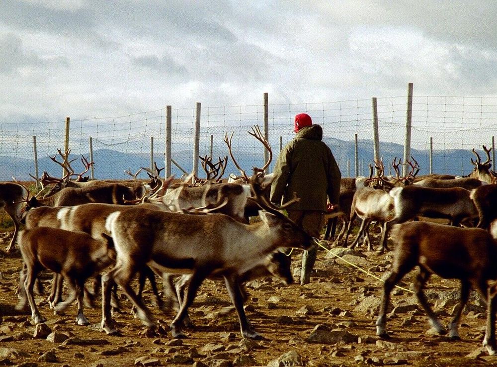 File:Reindeer herding.jpg - Wikipedia
