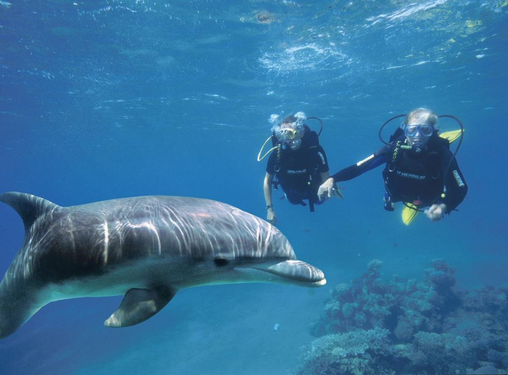 File:Diving with a dolphin at the Dolphin Reef in Eilat.jpg - Wikimedia  Commons