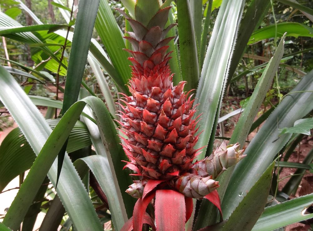 File:Spice & Herbal Garden - Palapathwela, Sri Lanka 11.JPG - Wikimedia  Commons