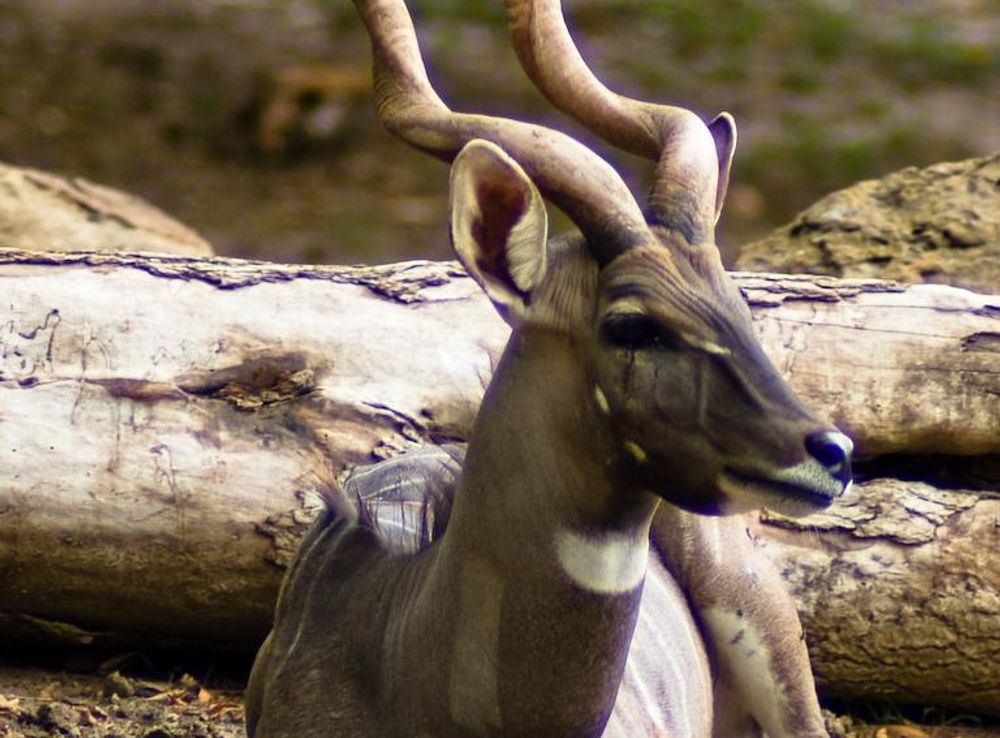 File:Male Lesser Kudu.jpg - Wikipedia