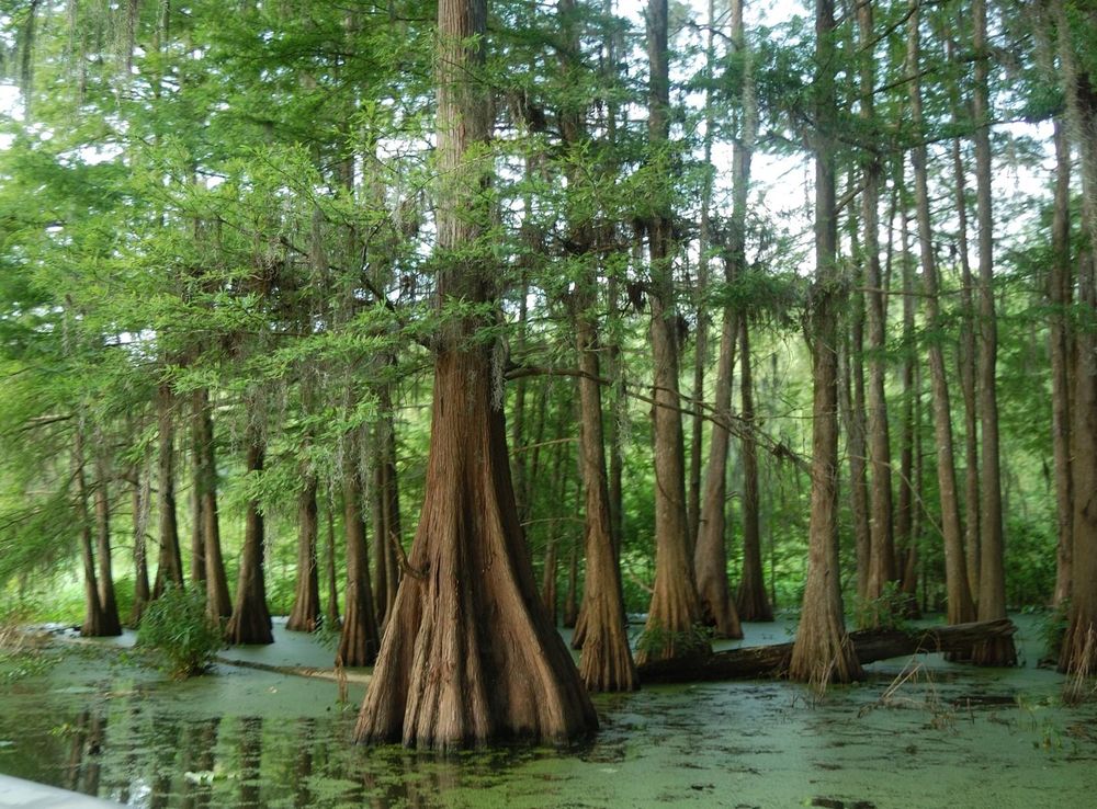 File:Lake Martin LA USA cypress 1.JPG - Wikimedia Commons