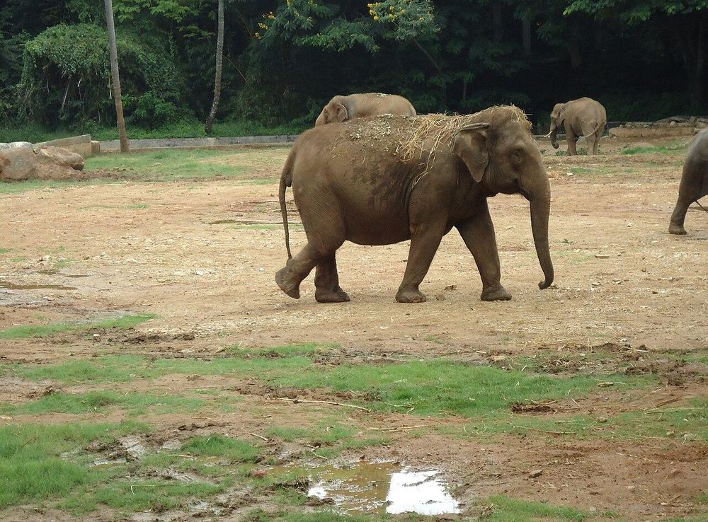File:Elephants in Mysore Zoo.JPG - Wikimedia Commons