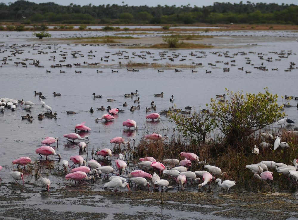 File:Birds at Merritt Island NWR.jpg - Wikimedia Commons