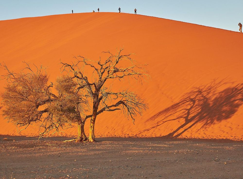 File:Lone tree in front of Dune 45 Sossusvlei Namibia.jpg - Wikimedia  Commons