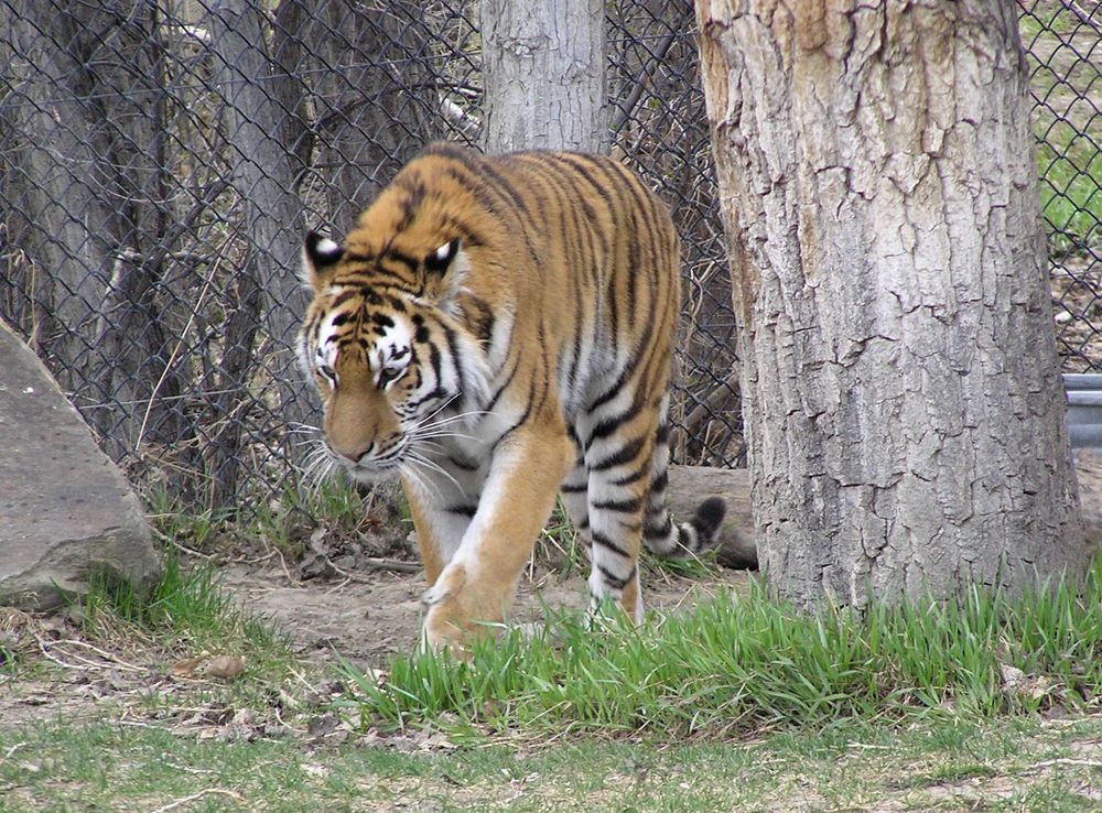 File:ZooMontana Tiger 01.JPG - Wikimedia Commons