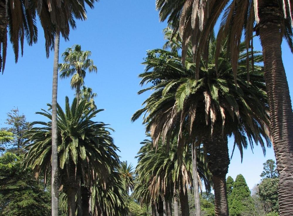 File:St Kilda Botanic Gardens.jpg - Wikimedia Commons