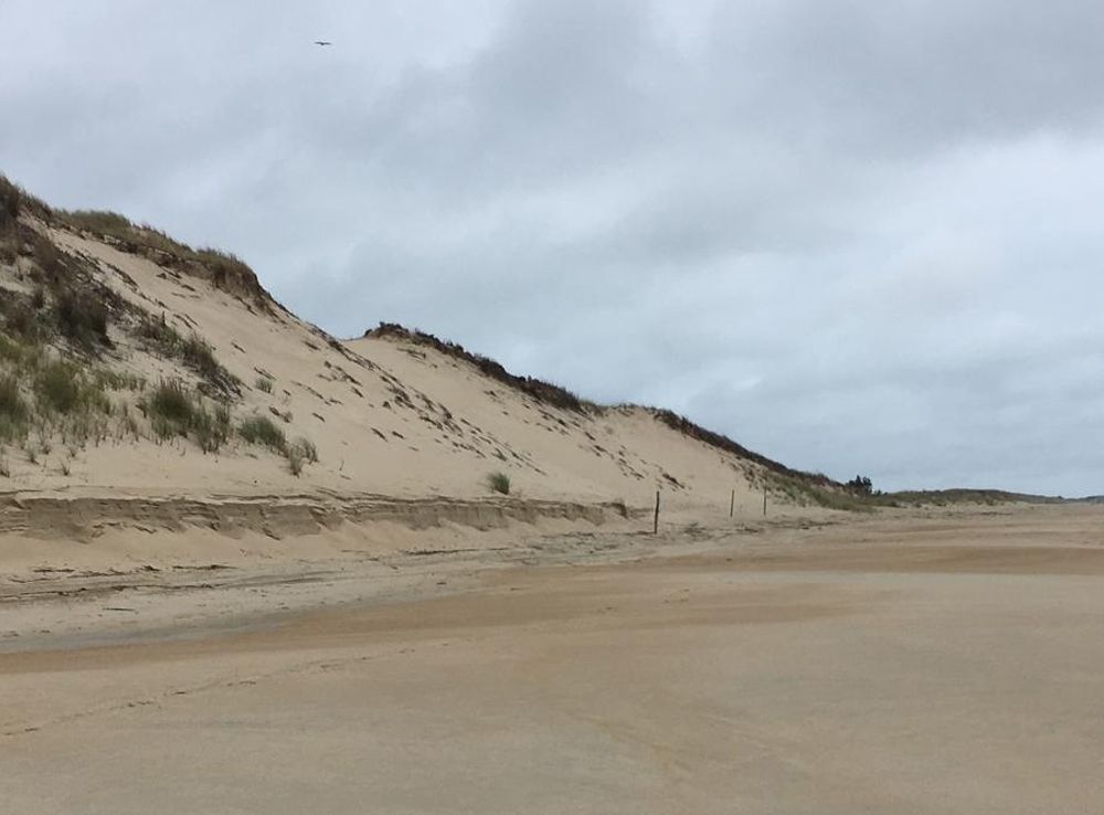 File:Beach at Cape Henlopen State Park in Delaware USA.jpg - Wikimedia  Commons