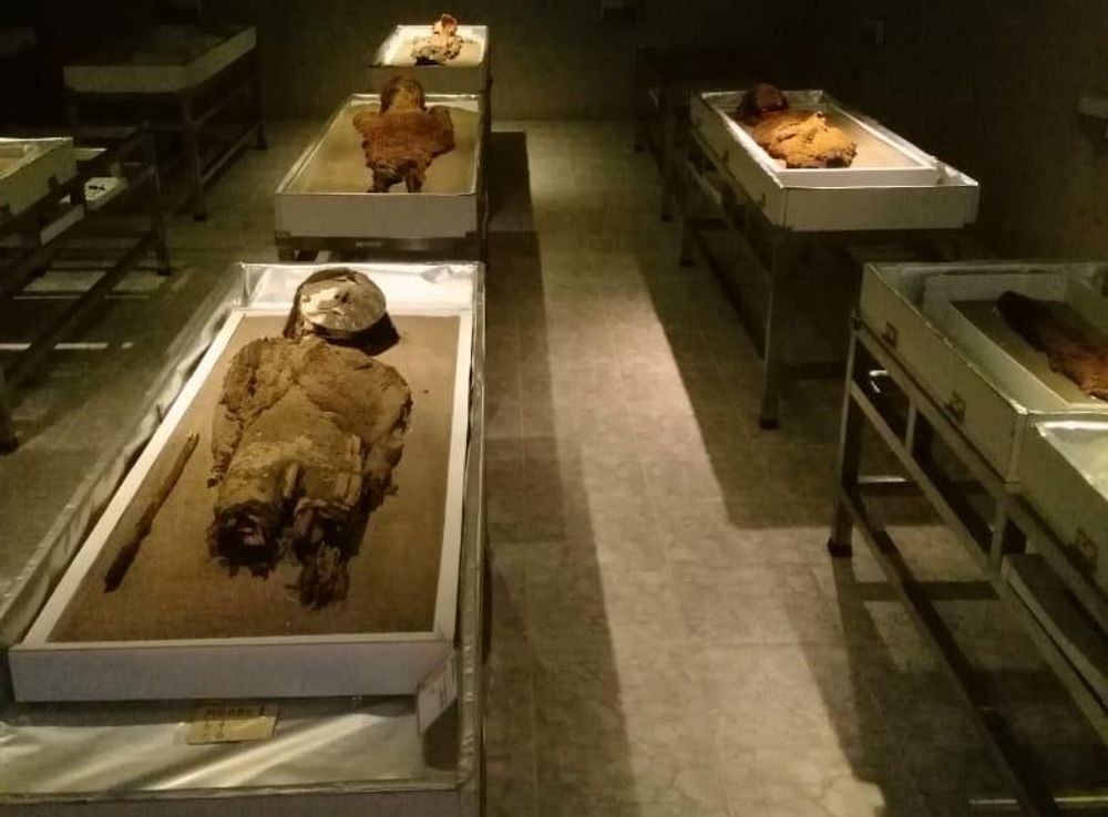 File:Museo arqueologico chinchorro sala momias.jpg - Wikimedia Commons