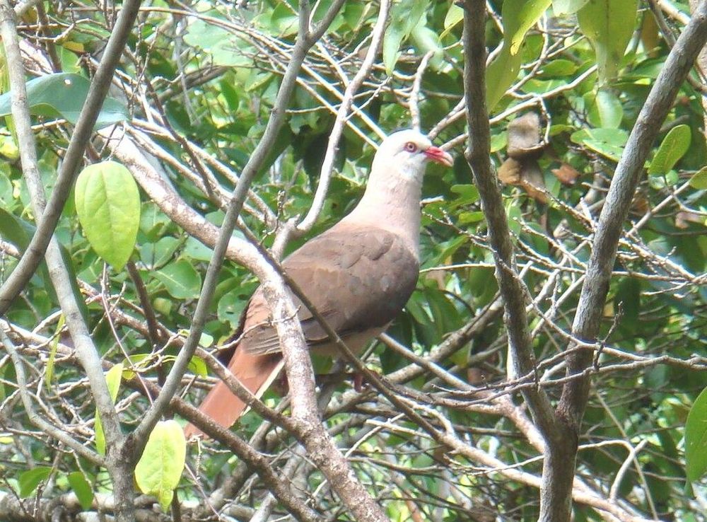 File:Pink Pigeon, Ile aux Aigrettes Nature Reserve, Mauritius.JPG -  Wikimedia Commons