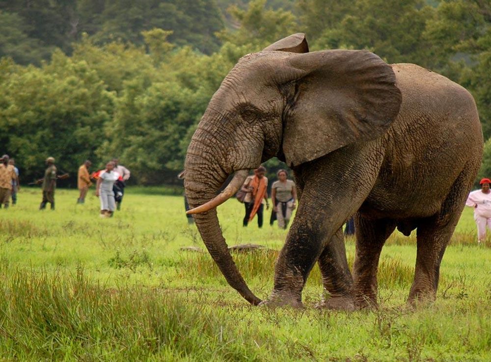 Lahabali kɔligu:KAKUM-NATIONAL-PARK-4.jpg - Dagbani Wikipedia