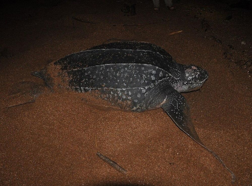 File:Dermochelys coriacea Leatherback Turtle returning to the sea after  laying - panoramio.jpg - Wikimedia Commons