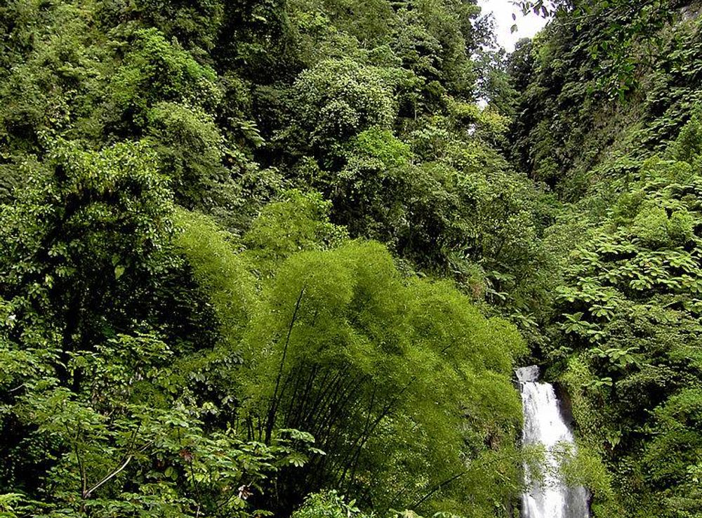 File:Rainforest at Trafalgar Falls (Dominica).jpg - Wikipedia